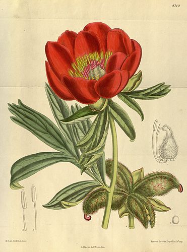 Paeonia peregrina